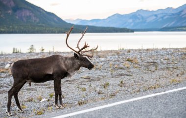 Kanada 'da dağ ren geyiği