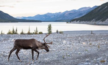 Kanada 'da dağ ren geyiği