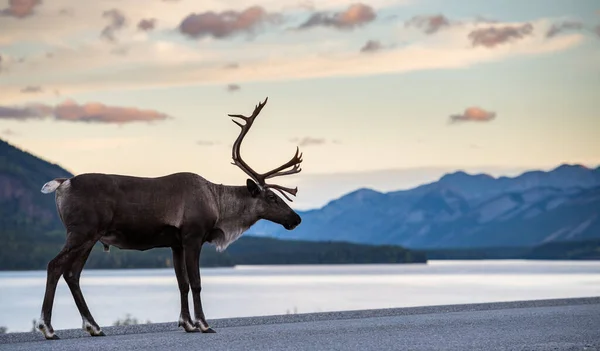 Caribù Montagna Canada — Foto Stock