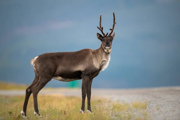 Mountain Caribou Canada Stock Image