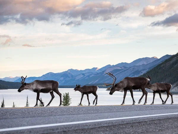 Mountain Caribou Kanada Stockbild