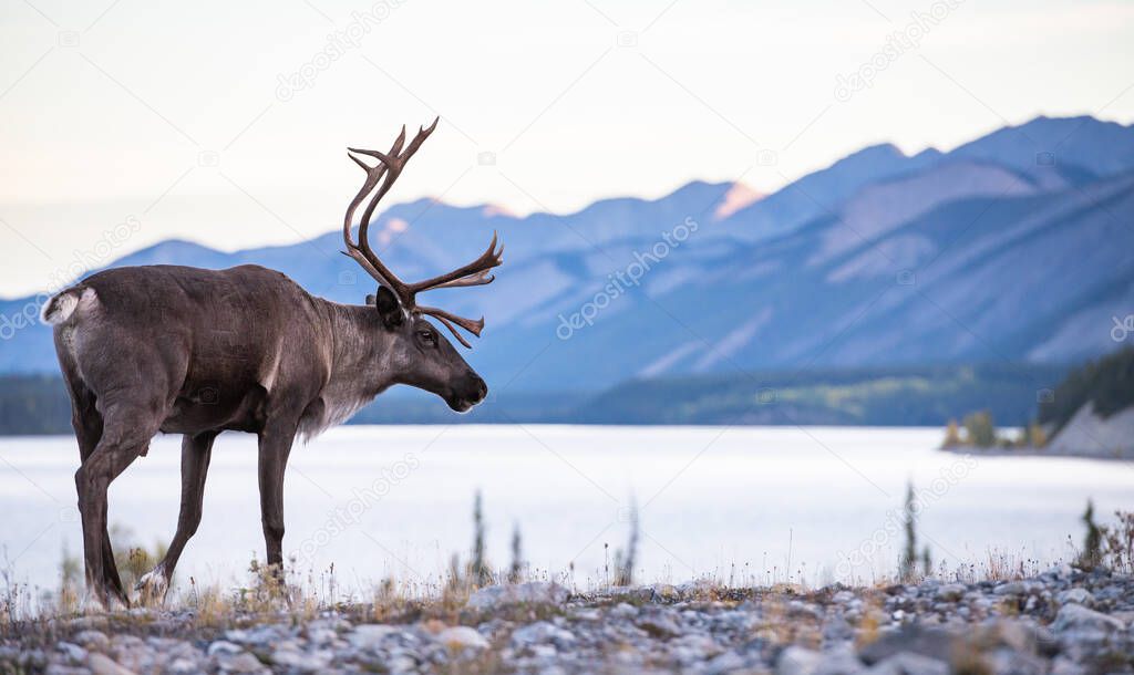 Mountain caribou in Canada