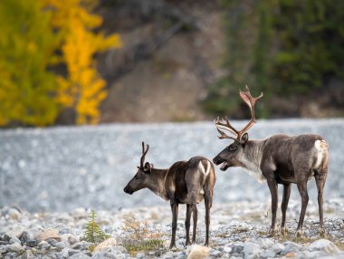 Dağ ren geyiği vahşi doğada