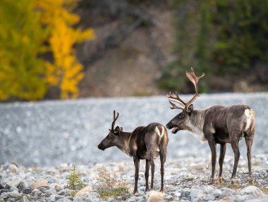 Dağ ren geyiği vahşi doğada