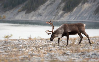 Dağ ren geyiği vahşi doğada