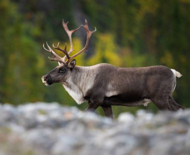 Dağ ren geyiği vahşi doğada