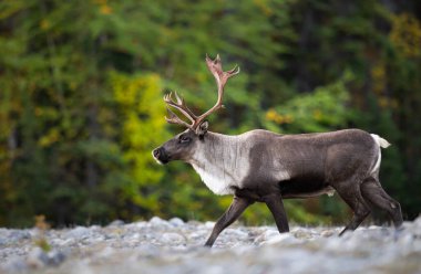 Dağ ren geyiği vahşi doğada