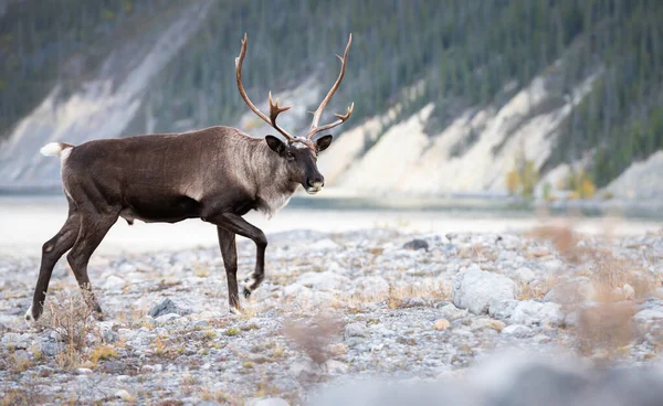 Caribou Montagne Dans Nature — Photo