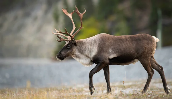 Fjällkaribou Det Vilda Royaltyfria Stockfoton