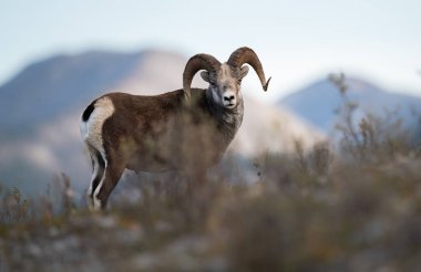 Vahşi doğada taş koyunlar.