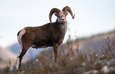 Vahşi doğada taş koyunlar.