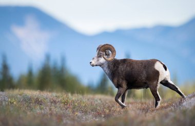 Vahşi doğada taş koyunlar.