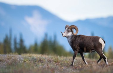 Vahşi doğada taş koyunlar.