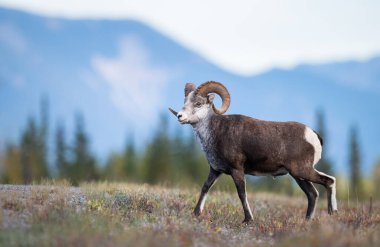 Vahşi doğada taş koyunlar.