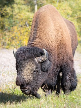 Vahşi doğada bizon.
