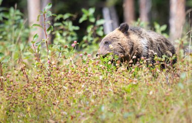 Vahşi doğada boz ayı