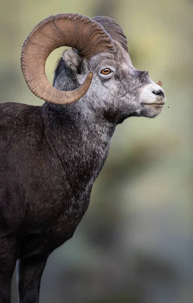 Stone Sheep Ram Wild — Stock Photo, Image