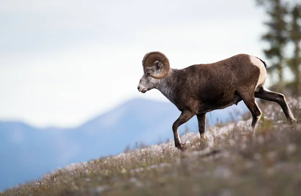 Steinschafbock Freier Wildbahn — Stockfoto