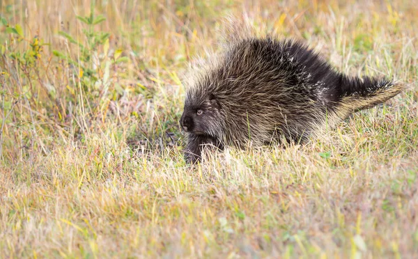 Jeżozwierz Naturze — Zdjęcie stockowe