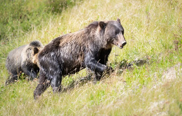 Urso Pardo Natureza — Fotografia de Stock