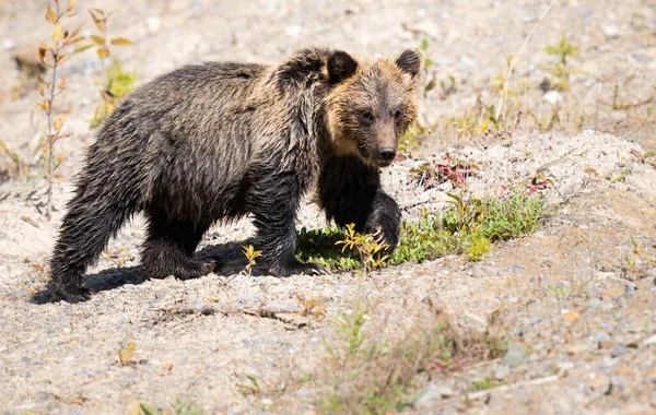 Urso Pardo Natureza — Fotografia de Stock