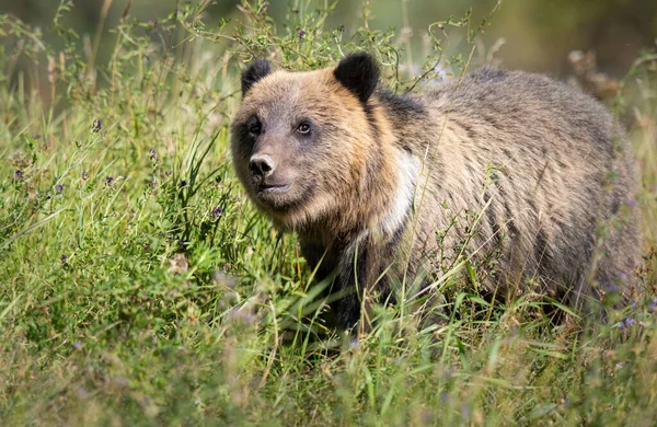 Niedźwiedź Grizzly Dziczy — Zdjęcie stockowe