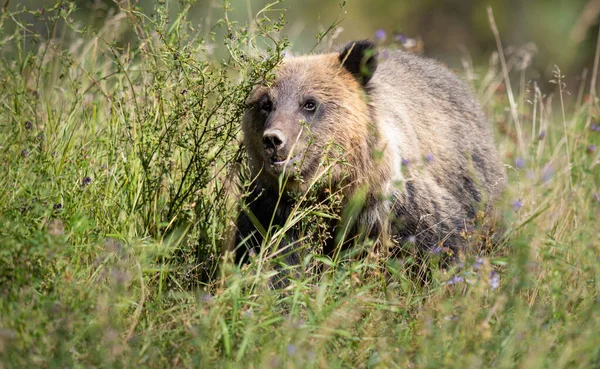 Niedźwiedź Grizzly Dziczy — Zdjęcie stockowe