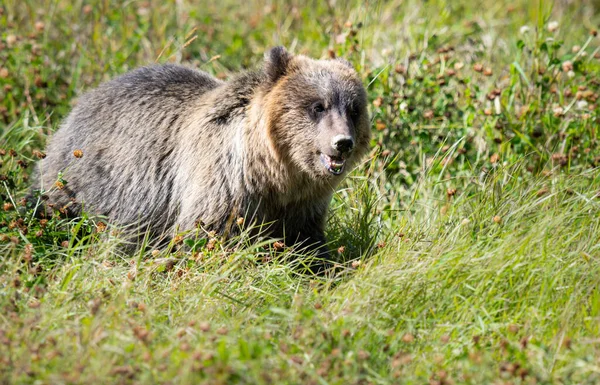 Niedźwiedź Grizzly Dziczy — Zdjęcie stockowe