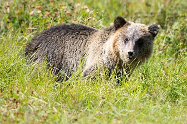 Urso Pardo Natureza — Fotografia de Stock