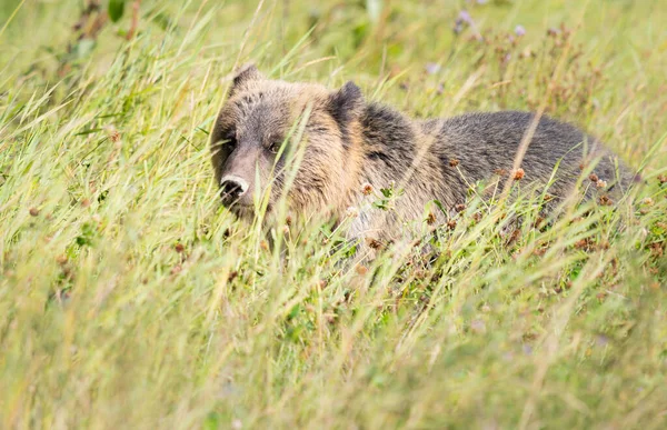 Oso Pardo Naturaleza — Foto de Stock