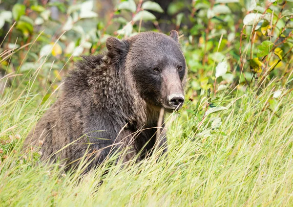 Niedźwiedź Grizzly Dziczy — Zdjęcie stockowe