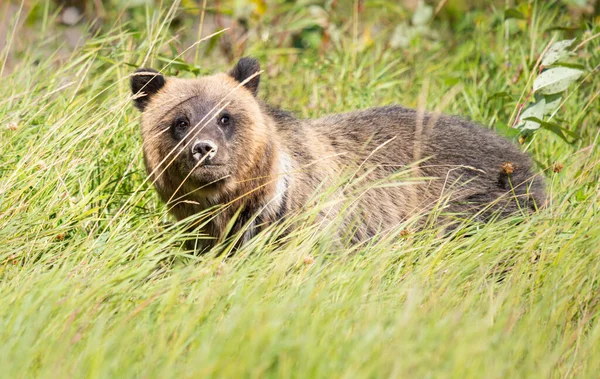 Niedźwiedź Grizzly Dziczy — Zdjęcie stockowe