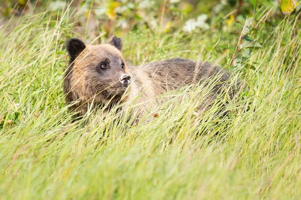 Niedźwiedź Grizzly Dziczy — Zdjęcie stockowe