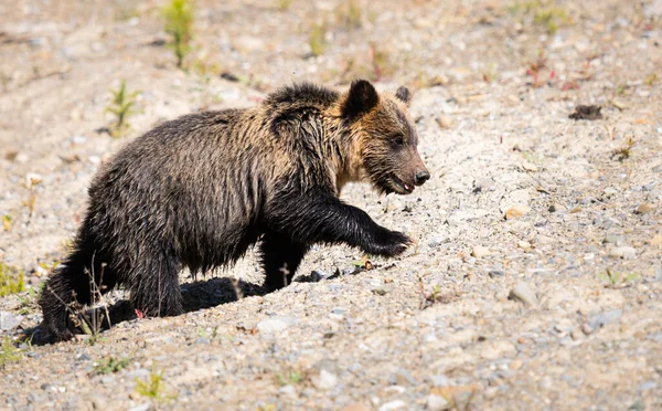 Grizzlybjörn Det Vilda Stockbild