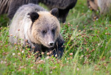 Vahşi doğada boz ayı