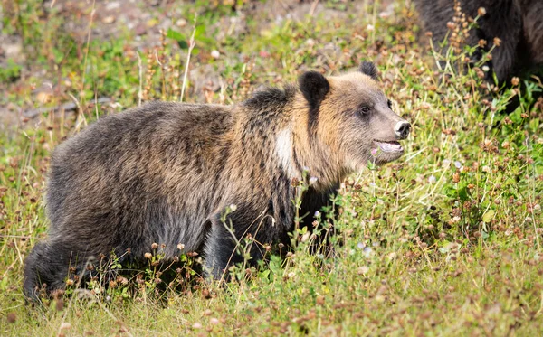 Niedźwiedź Grizzly Dziczy — Zdjęcie stockowe