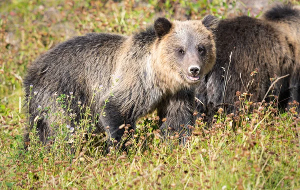 Medvěd Grizzly Divočině — Stock fotografie