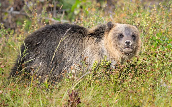 Grizzly Medve Vadonban — Stock Fotó