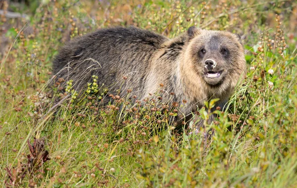 Beruang Grizzly Alam Liar — Stok Foto