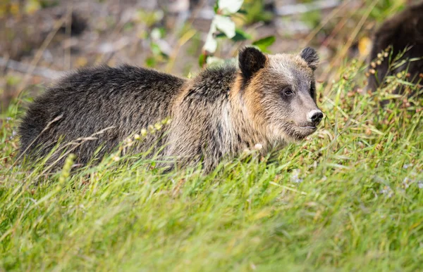 Urso Pardo Natureza — Fotografia de Stock