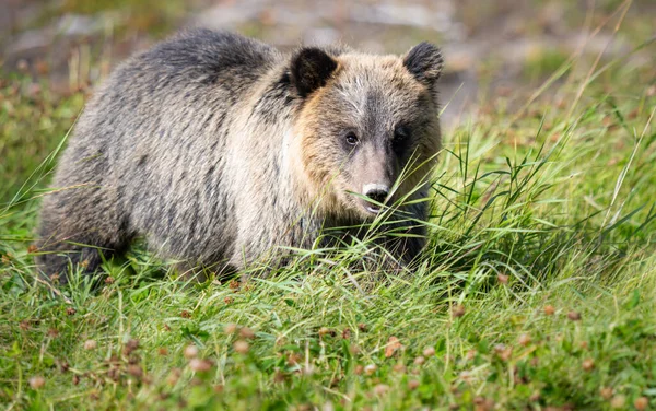 Niedźwiedź Grizzly Dziczy — Zdjęcie stockowe