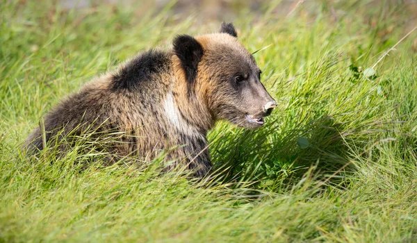 Niedźwiedź Grizzly Dziczy — Zdjęcie stockowe