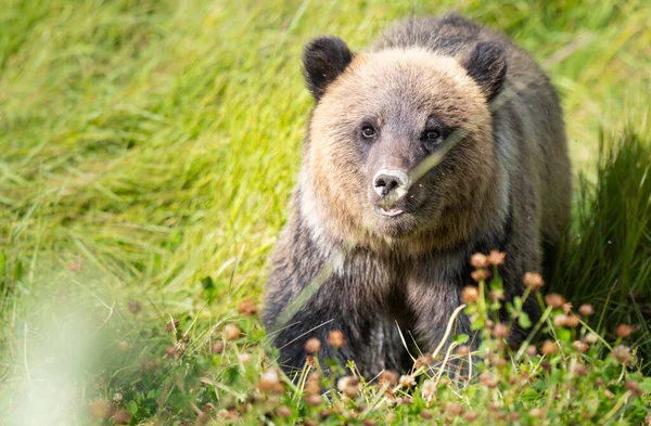 Urso Pardo Natureza — Fotografia de Stock