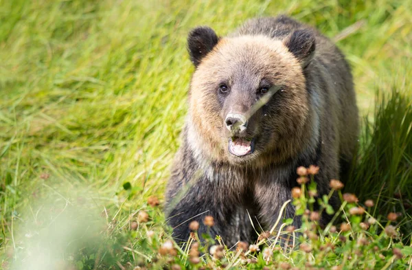 Niedźwiedź Grizzly Dziczy — Zdjęcie stockowe