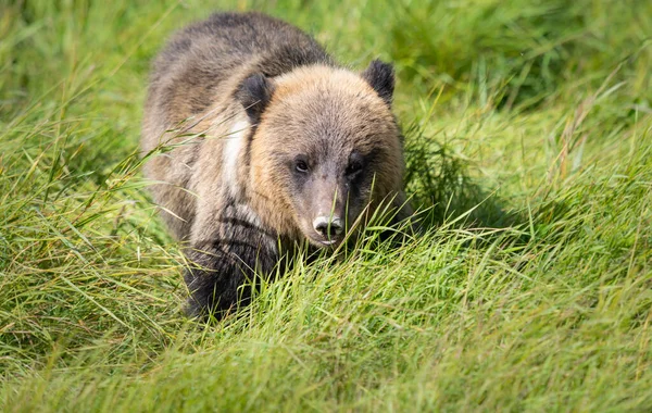 Grizzly Bear Wild — Stock Photo, Image