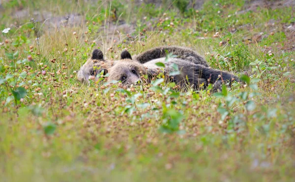 Medvěd Grizzly Divočině — Stock fotografie