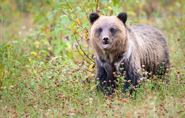 Grizzly Bear Wild — Stock Photo, Image