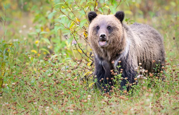 Oso Pardo Naturaleza — Foto de Stock