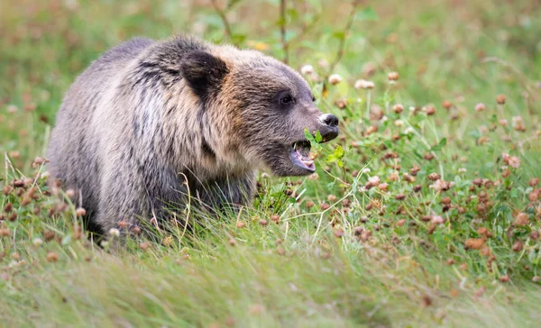 Niedźwiedź Grizzly Dziczy — Zdjęcie stockowe