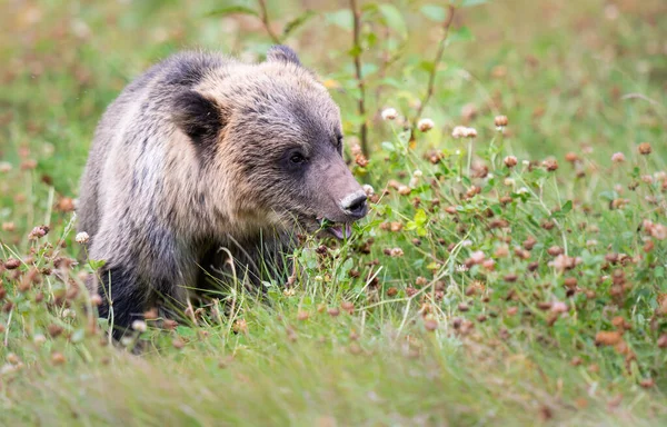 Niedźwiedź Grizzly Dziczy — Zdjęcie stockowe